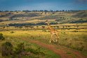 132 Masai Mara, giraf